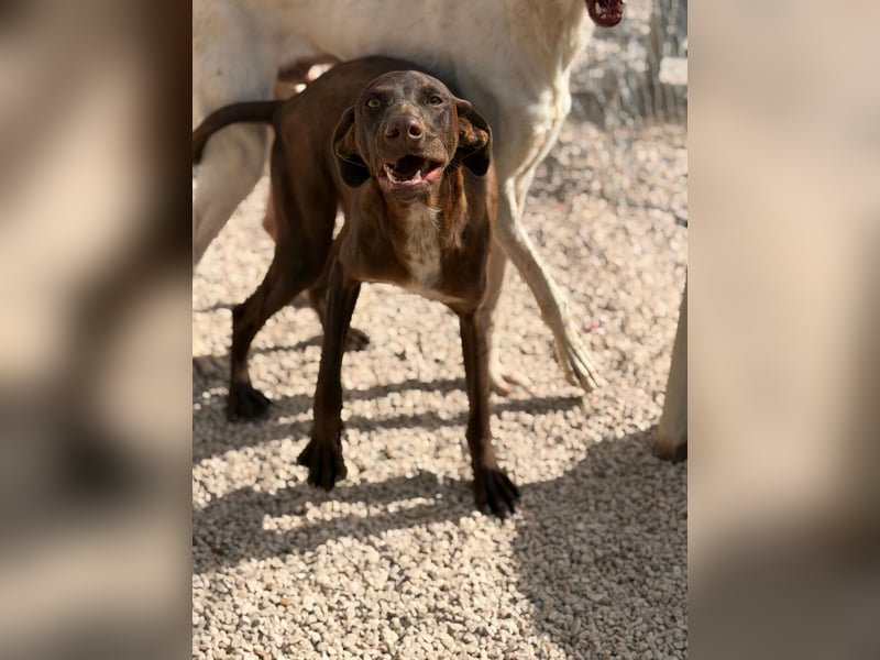 Siri - wunderschöner Podenco-Mix voller Lebensfreude sucht sein Glück