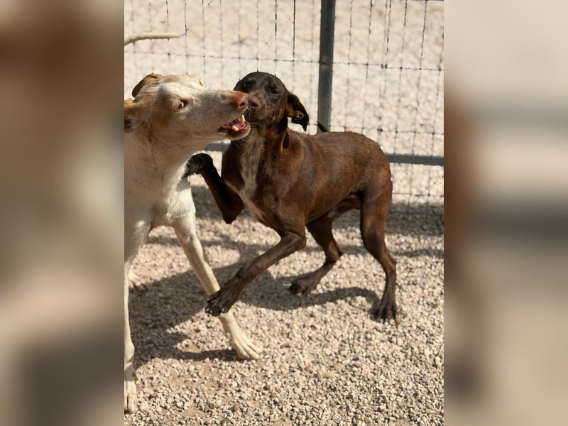 Siri - wunderschöner Podenco-Mix voller Lebensfreude sucht sein Glück