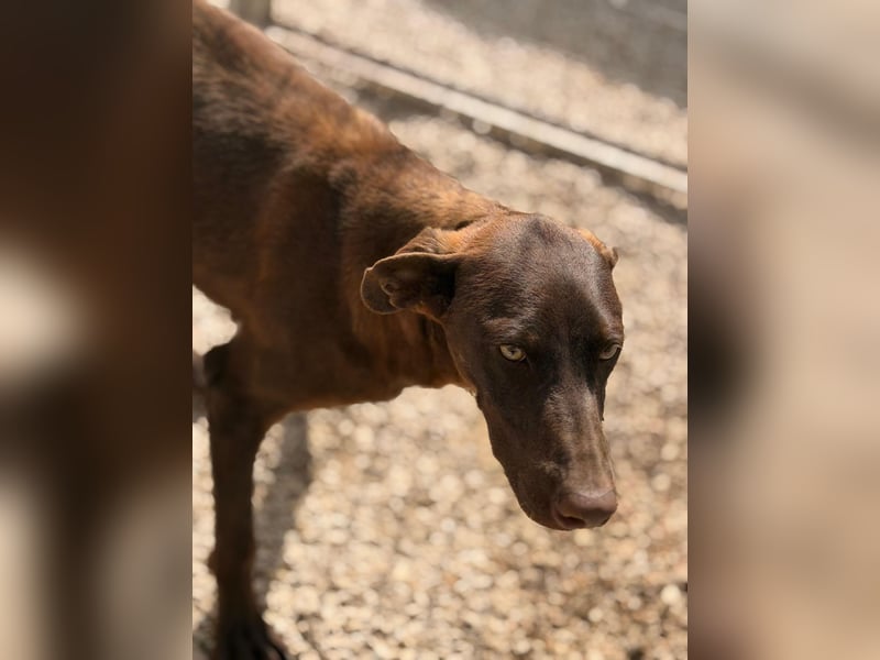 Siri - wunderschöner Podenco-Mix voller Lebensfreude sucht sein Glück