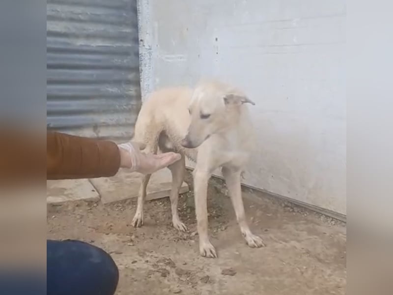 Humus - schüchterner Podenco-Rüde sucht seine Nadel im Heuhaufen