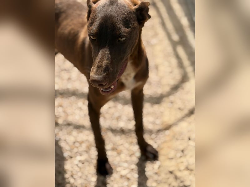 Siri - wunderschöner Podenco-Mix voller Lebensfreude sucht sein Glück