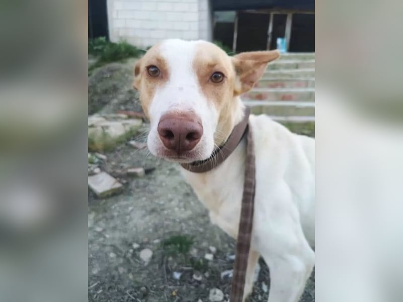 Newton ,Zarter Podenco auf der Suche nach seiner zweiten Chance