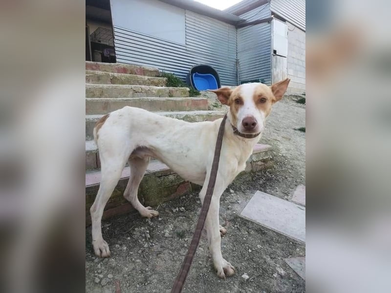 Newton ,Zarter Podenco auf der Suche nach seiner zweiten Chance