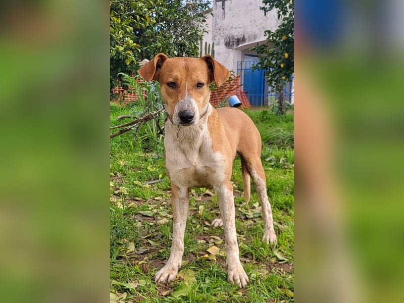 Neko, ein sozialer freundlicher Bube