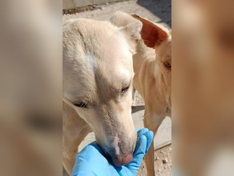 Humus - schüchterner Podenco-Rüde sucht seine Nadel im Heuhaufen