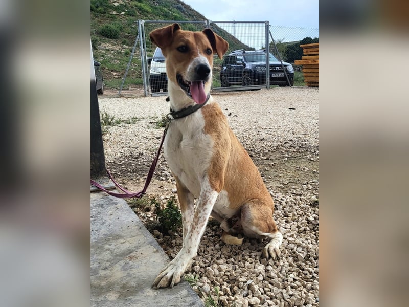 Neko, leidet imTierheim , dringend PS gesucht