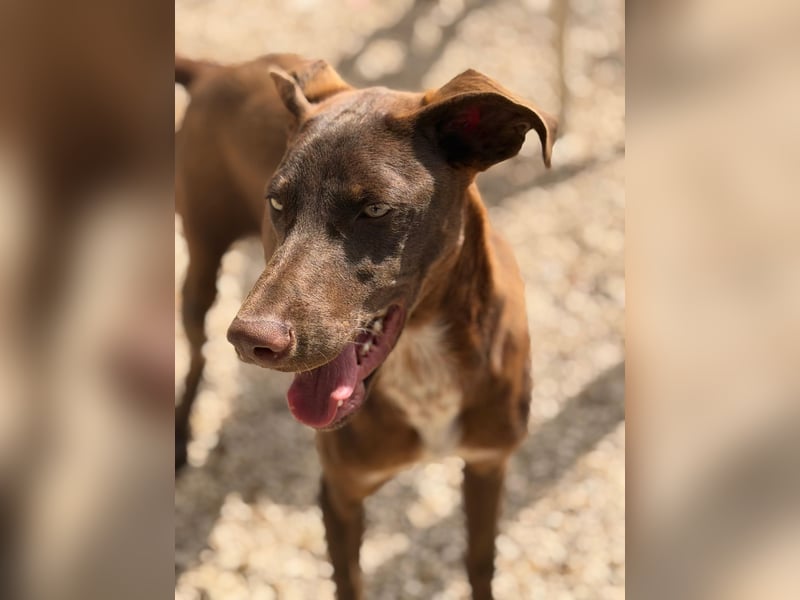 Siri - wunderschöner Podenco-Mix voller Lebensfreude sucht sein Glück