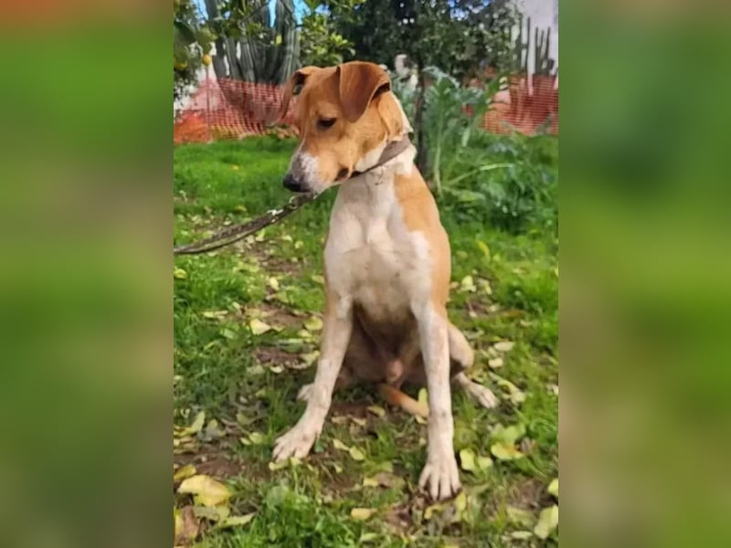 Neko ,junger Podenco-Mix sucht sein Glück