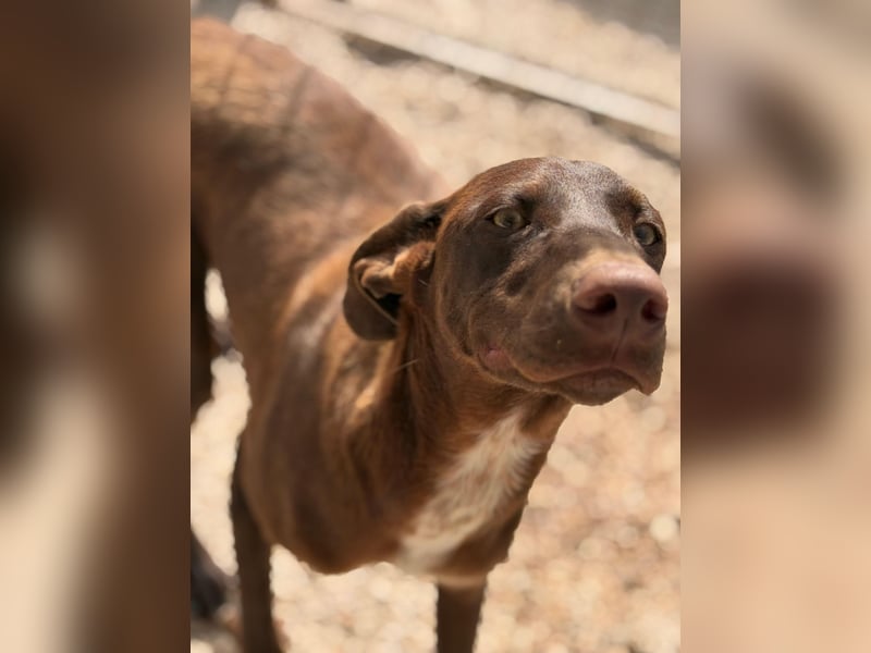 Siri - wunderschöner Podenco-Mix voller Lebensfreude sucht sein Glück