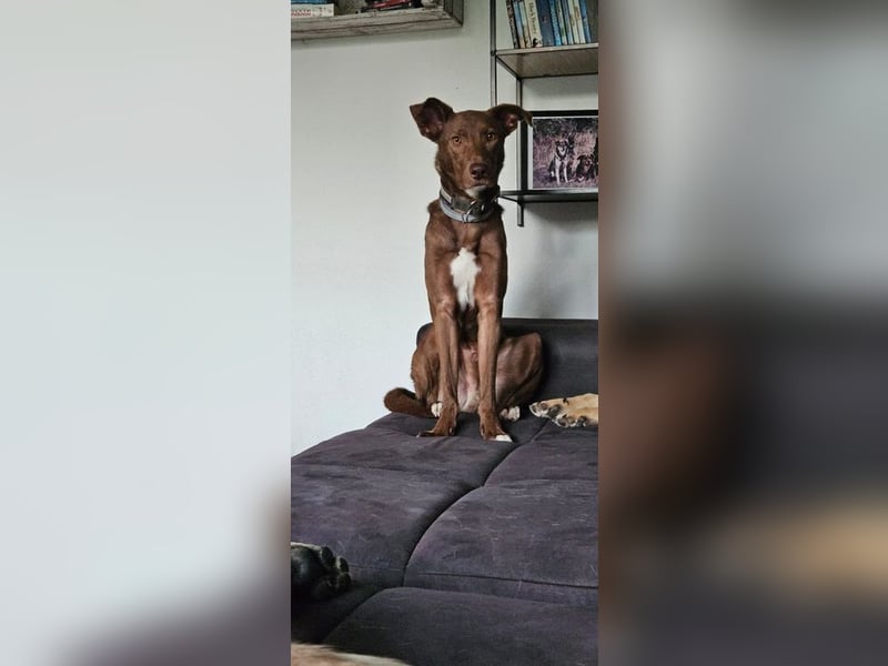 HARRY - ich möchte endlich ankommen und ein tolles Für-Immer Zuhause finden...