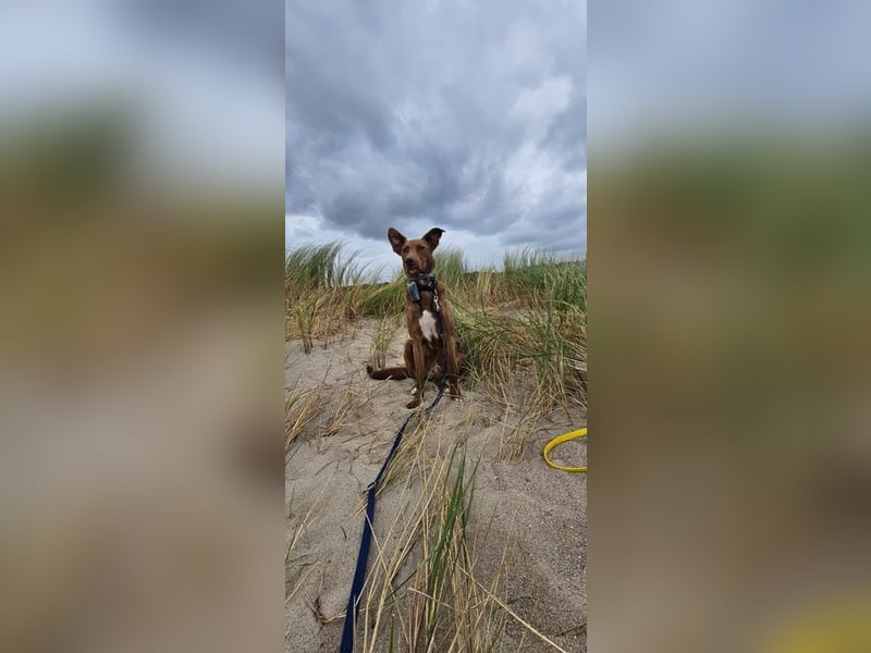 HARRY - ich möchte endlich ankommen und ein tolles Für-Immer Zuhause finden...