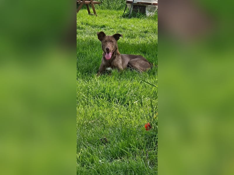 HARRY - ich möchte endlich ankommen und ein tolles Für-Immer Zuhause finden...