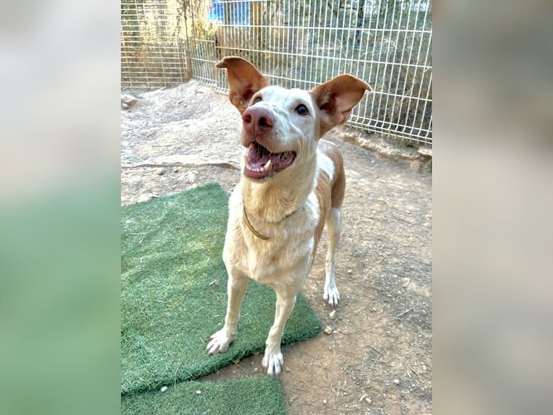Sintra - Podenca-Lady sucht aktive Menschen