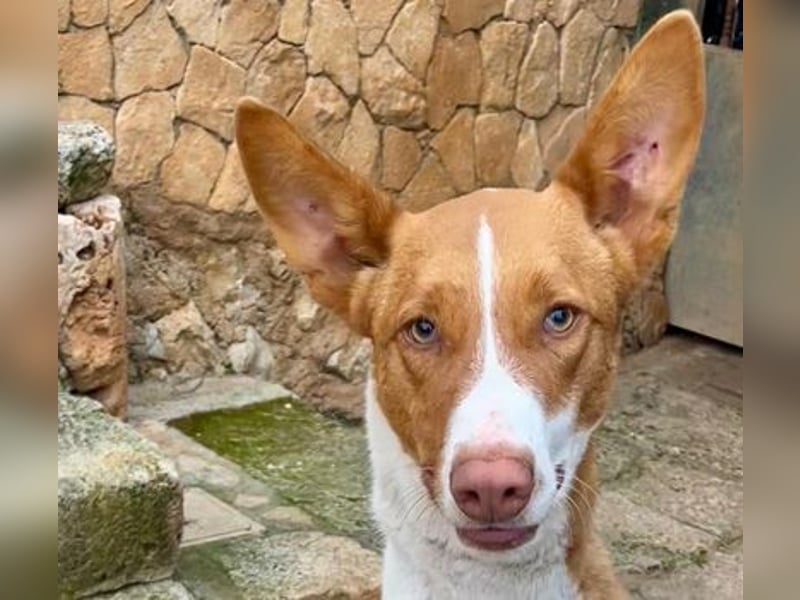 Amun hat ein offenes, freundliches Wesen