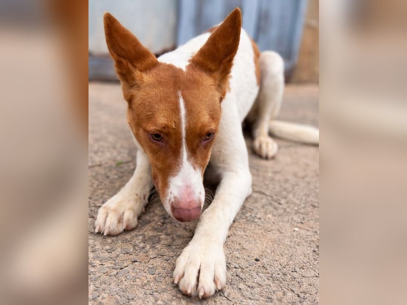 Amun hat ein offenes, freundliches Wesen