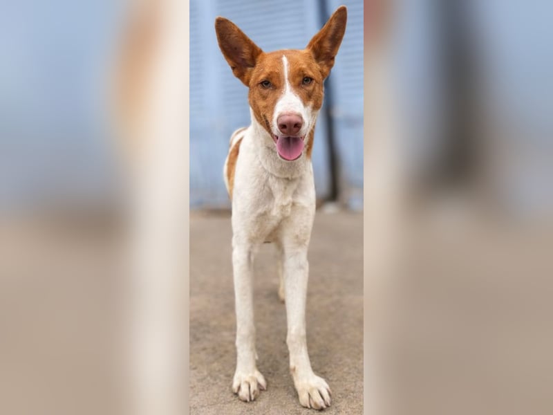 Amun hat ein offenes, freundliches Wesen