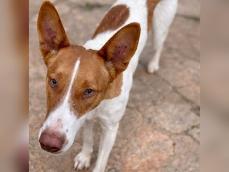 Amun hat ein offenes, freundliches Wesen