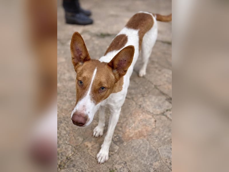 Amun hat ein offenes, freundliches Wesen