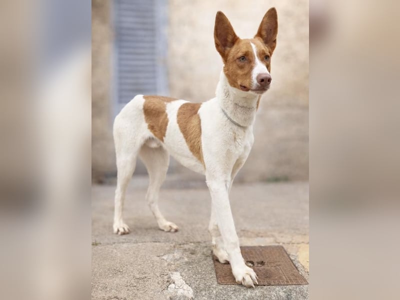 Amun hat ein offenes, freundliches Wesen