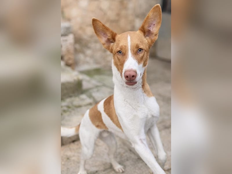 Amun hat ein offenes, freundliches Wesen