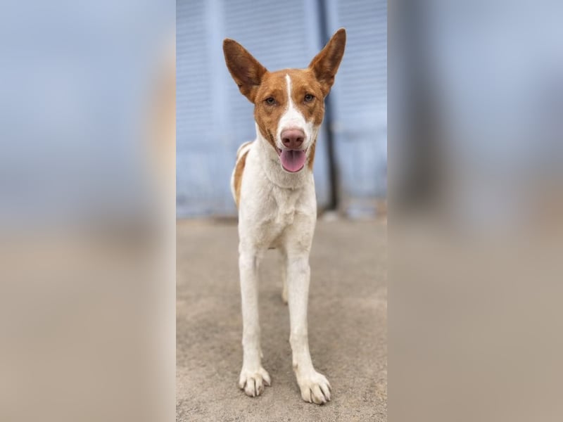 Amun hat ein offenes, freundliches Wesen