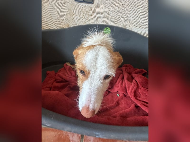 Kleiner Hase Sebastian sucht seine Menschen