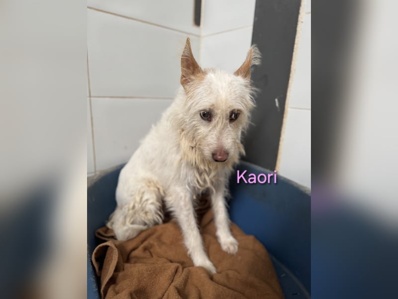 Kaori geb. 06/2019 (ESP) - ausgeglichene und liebevolle Podenco-Hündin sucht das Glück!