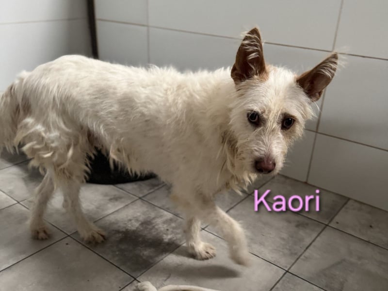 Kaori geb. 06/2019 (ESP) - ausgeglichene und liebevolle Podenco-Hündin sucht das Glück!