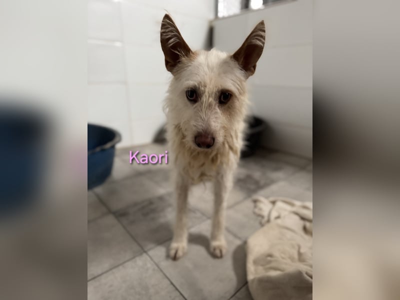 Kaori geb. 06/2019 (ESP) - ausgeglichene und liebevolle Podenco-Hündin sucht das Glück!