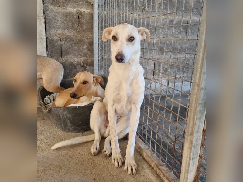 FEIVEL auf Pflege in D, in 47574 Goch/NRW