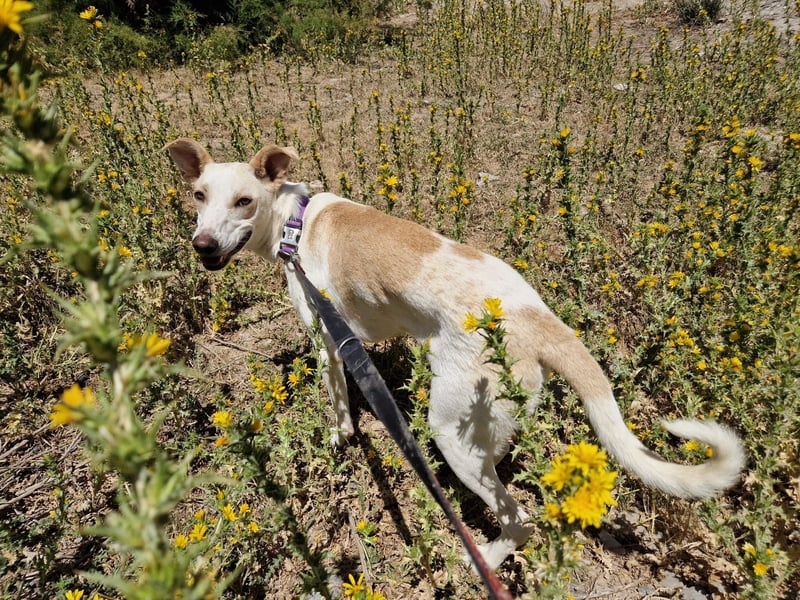 FEIVEL auf Pflege in D, in 47574 Goch/NRW