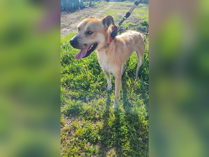 SORINN - fröhlicher Rüde