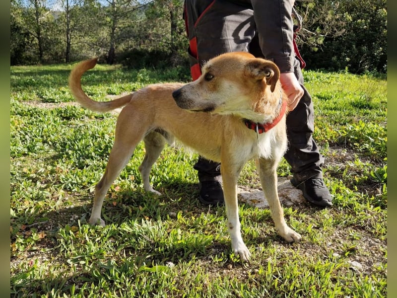 SORINN - fröhlicher Rüde