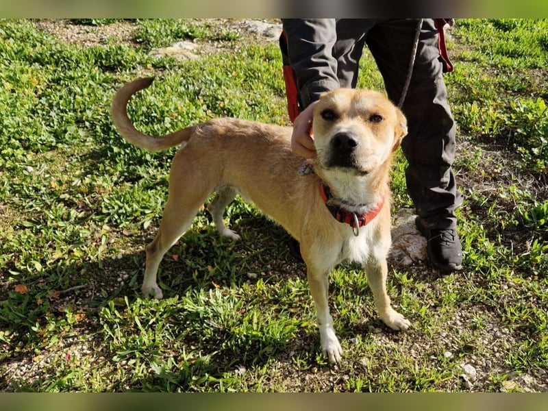 SORINN - fröhlicher Rüde