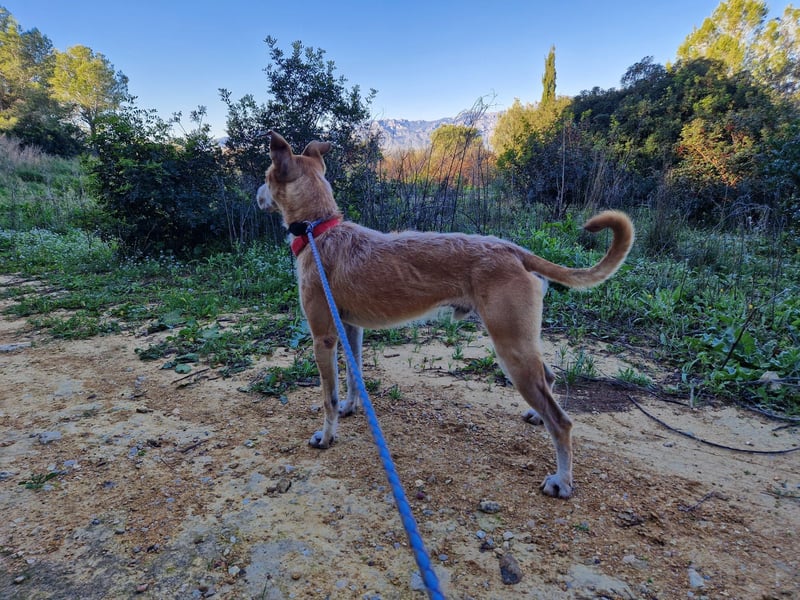 SORINN bringt gute Laune mit