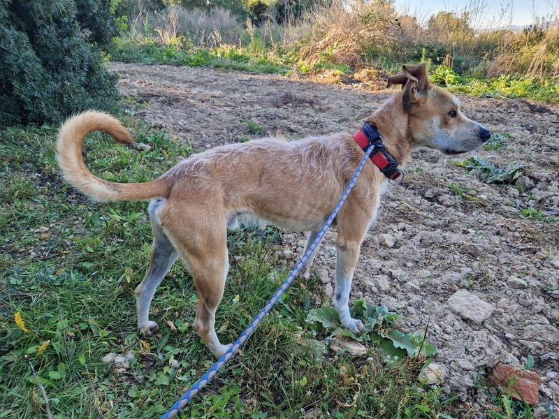 SORINN - fröhlicher Rüde