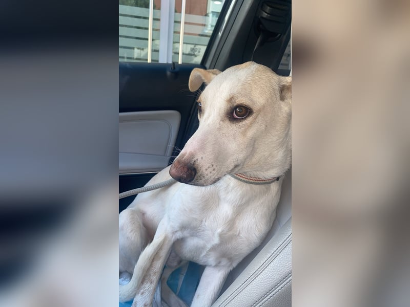 FEIVEL auf Pflege in D, in 47574 Goch/NRW