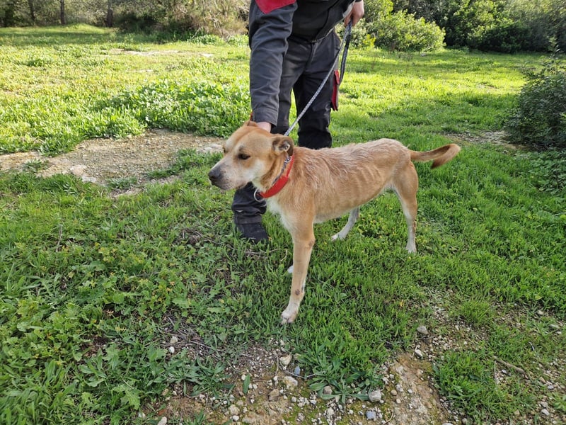 SORINN bringt gute Laune mit