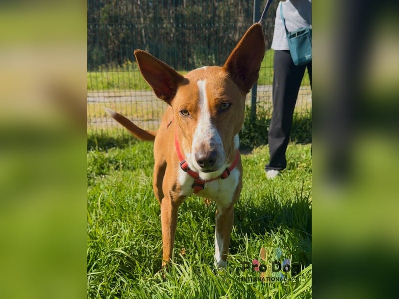 Zulu - ein wunderschöner Podenco