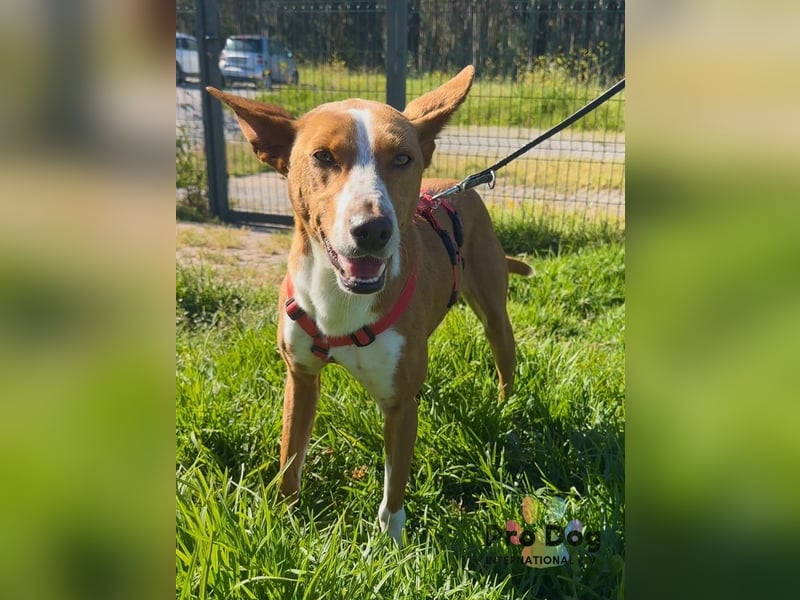 Zulu - ein wunderschöner Podenco