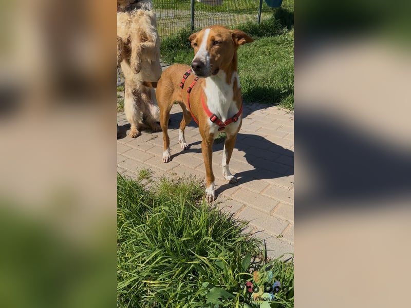 Zulu - ein wunderschöner Podenco