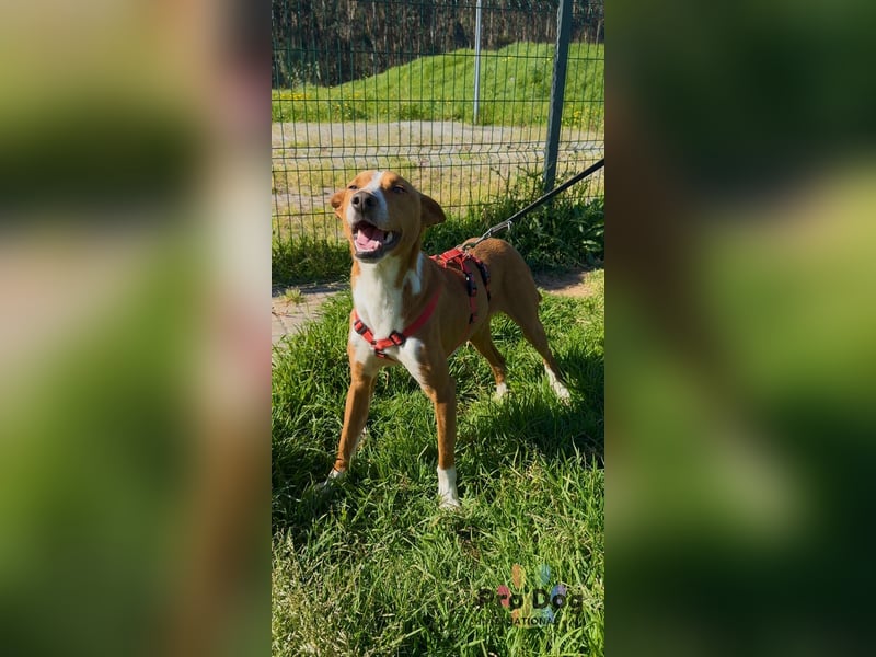 Zulu - ein wunderschöner Podenco