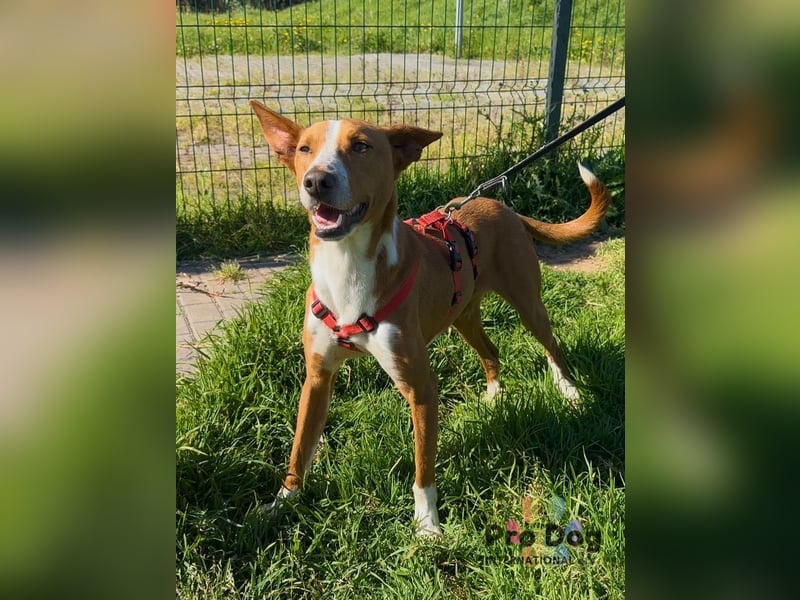 Zulu - ein wunderschöner Podenco