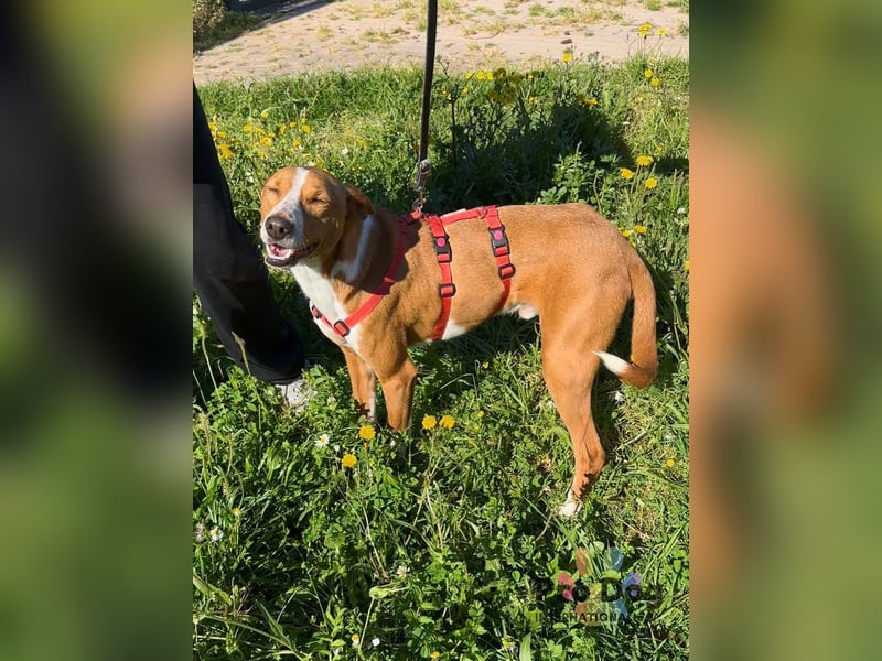 Zulu - ein wunderschöner Podenco