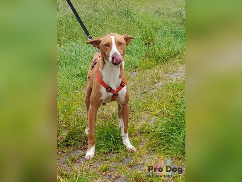 Zulu - ein wunderschöner Podenco