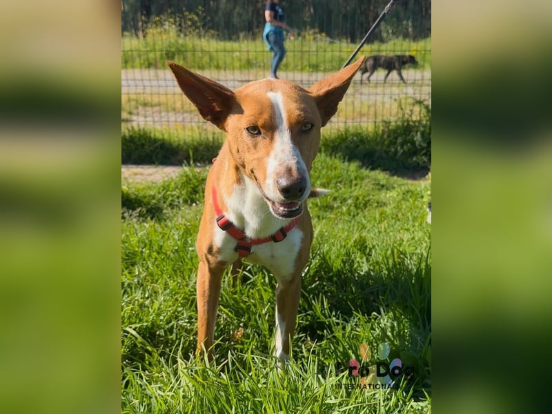 Zulu - ein wunderschöner Podenco