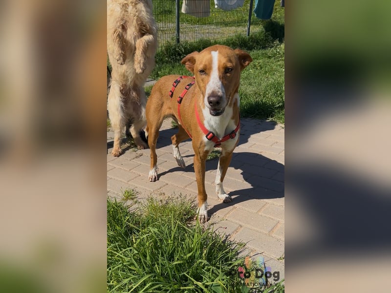 Zulu - ein wunderschöner Podenco