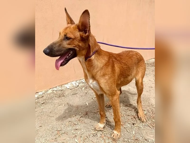 Harvey - clever und sportlich / Bereits in DE