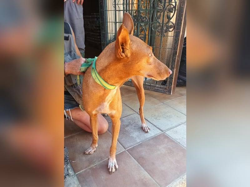 Duna - Podenco Andaluz Hündin - offen, freundlich, neugierig