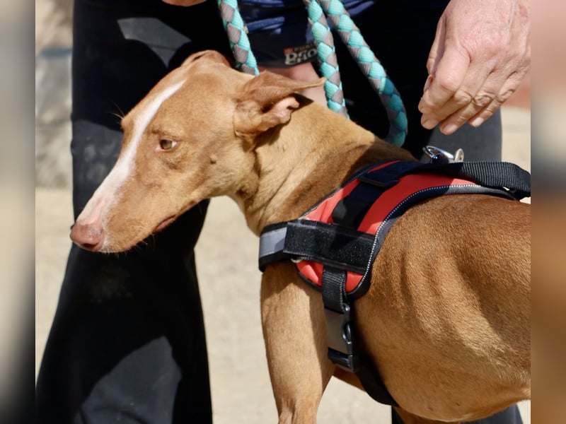 Sultan - zutraulich, lernwillig und aufmerksam